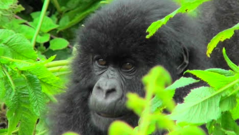 un bebé gorila de montaña se sienta en la vegetación de la selva tropical ruandesa