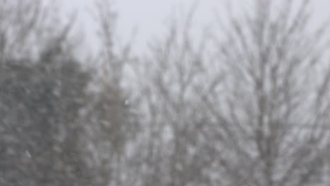 snowfall swirling in front of bare trees