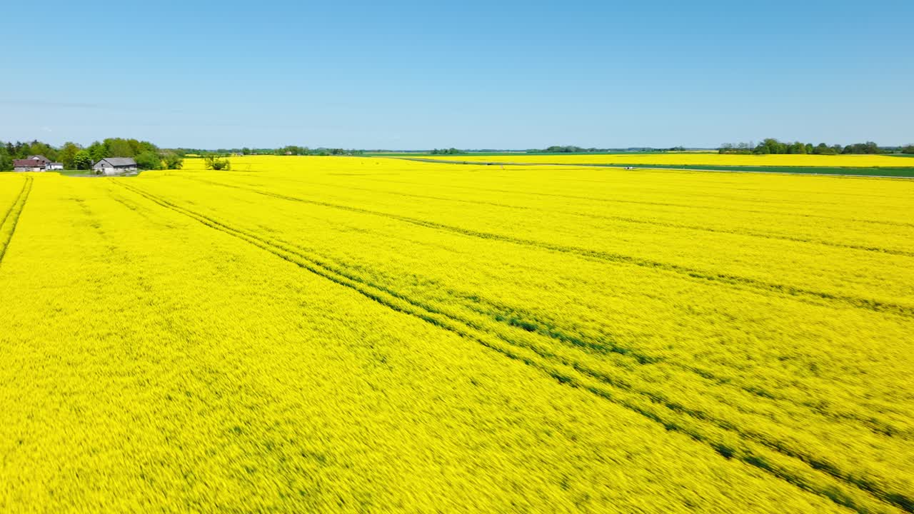 Golden rapeseed field from a drone, showcasing the endless yellow blossoms in bloom