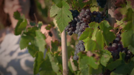 la niña del viñedo camina en el viñedo al atardecer y examina el racimo de uvas en cámara lenta