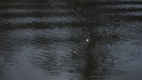 Lago-En-La-Naturaleza