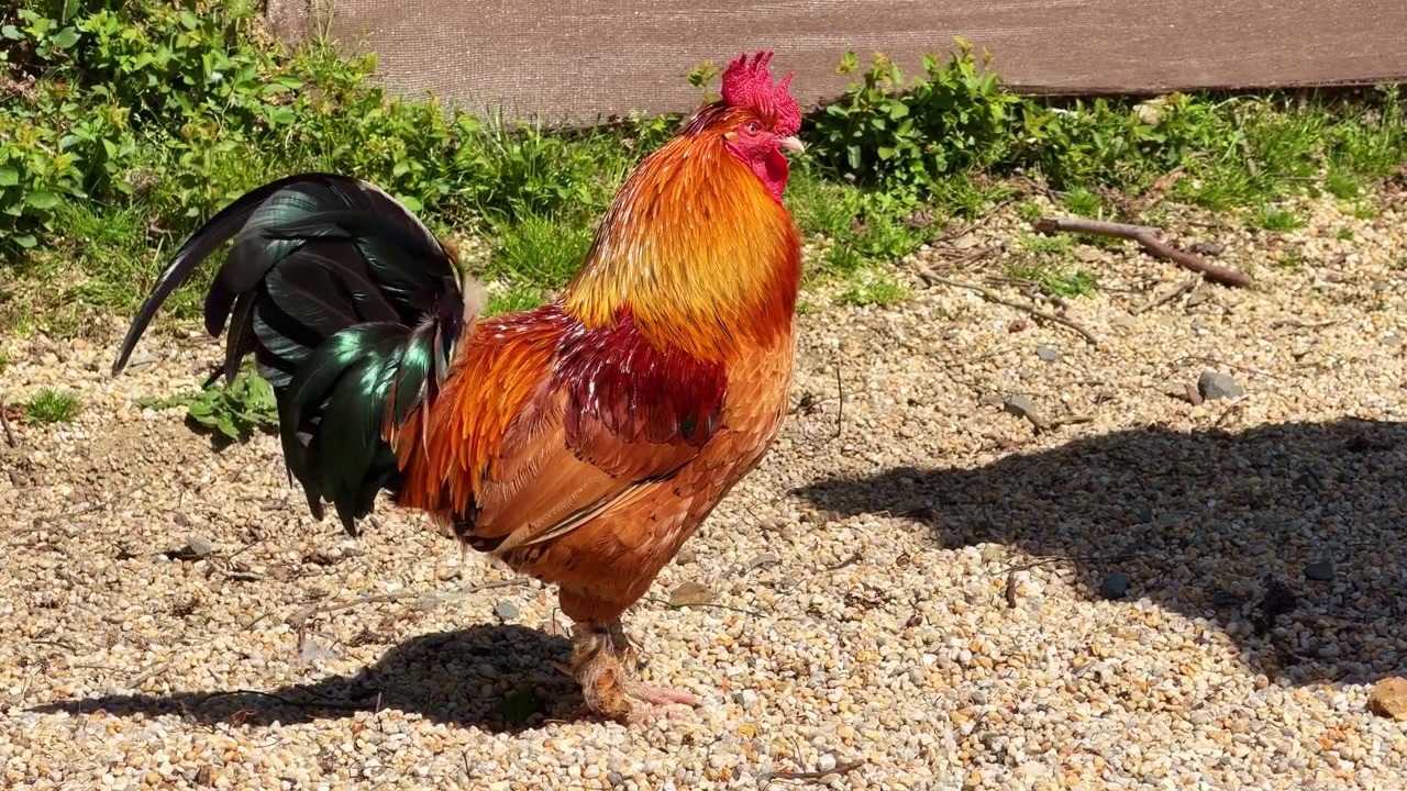 Gallo colorato con piume della coda iridescenti in piedi sulla ghiaia in un cortile di fattoria.