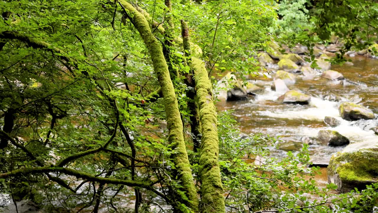 un arroyo que fluye rodeado de un bosque verde exuberante