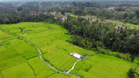 Vista-Aérea-De-Hermosos-Campos-De-Arroz-De-Bali,-Indonesia