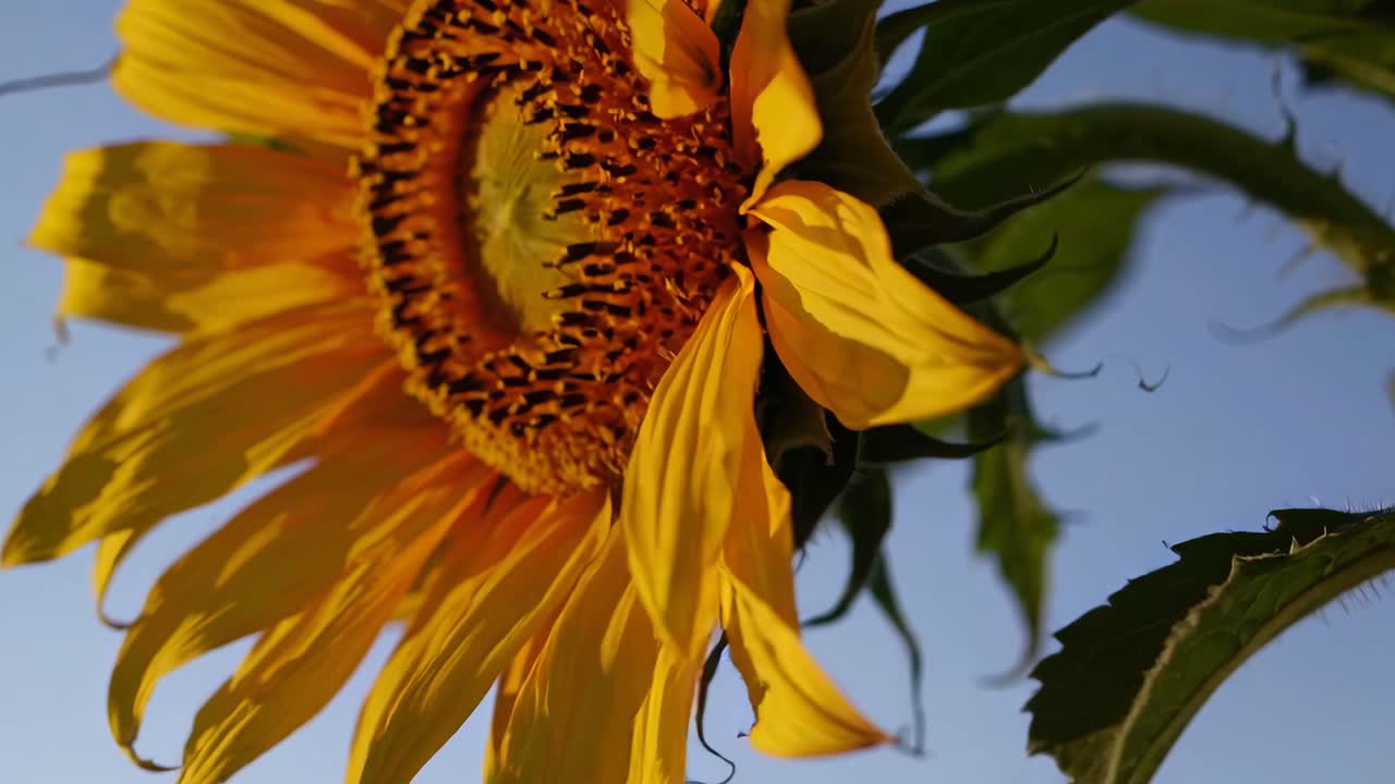 Video en primer plano de un girasol desde un ángulo bajo, capturando pétalos vibrantes y detalles intrincados.