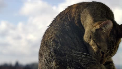 close up of a furry cat grooming with soft blue sky backdrop slomo