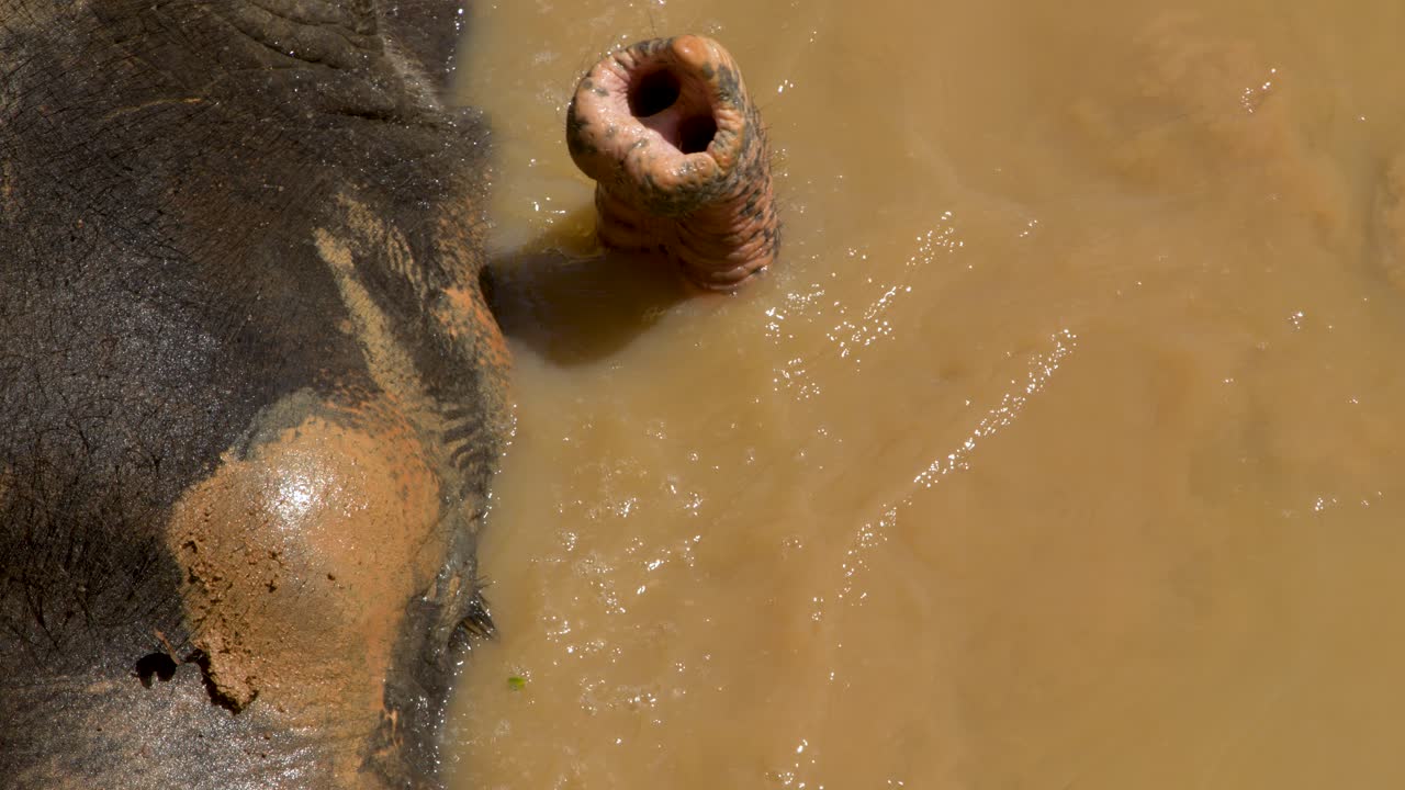 Vista dall'alto della proboscide di un elefante che si muove attraverso acqua marrone e fangosa sotto la luce intensa del sole.
