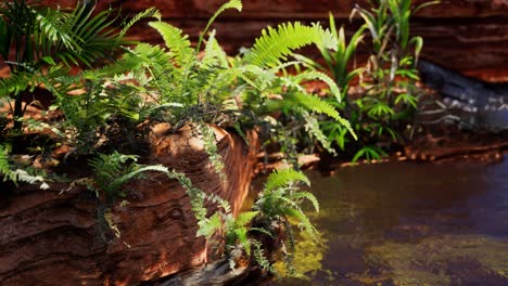 tropical golden pond with rocks and green plants