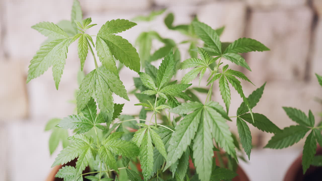 el crecimiento de las cosas verdes