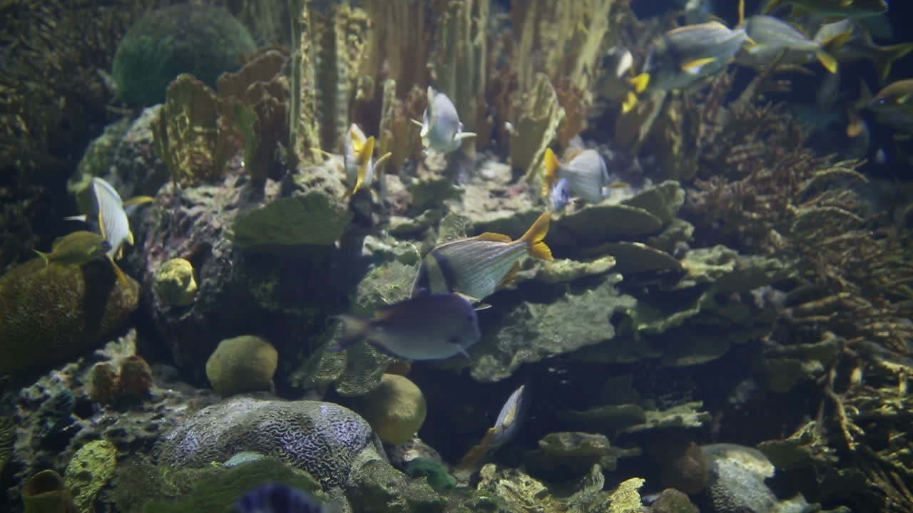 Valencia Akvarium 33
