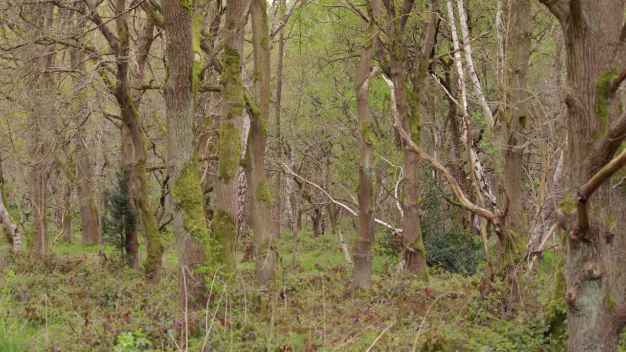 fotografía amplia de un grupo de troncos de roble en un entorno forestal