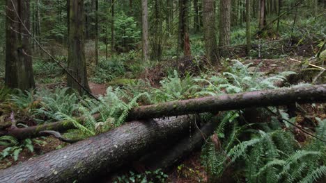 a fallen tree is rotting in the middle of the forest