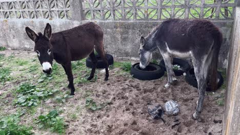 Un-Par-De-Burros,-Parados-Al-Aire-Libre-Cerca-De-Viejos-Neumáticos-De-Goma-Usados