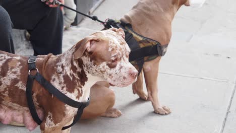 two pit bulls sitting on a sidewalk