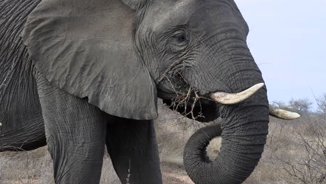 Vista-Cercana-Del-Toro-Elefante-Alimentándose-De-Ramas-Espinosas-En-Sudáfrica