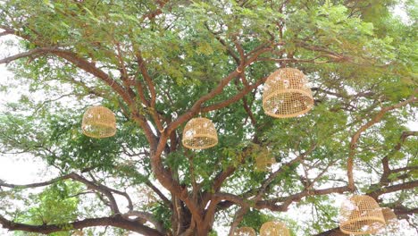 decorative lanterns hanging from a large tree