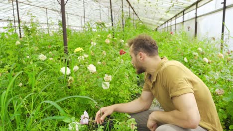 el cultivo de plántulas de flores.