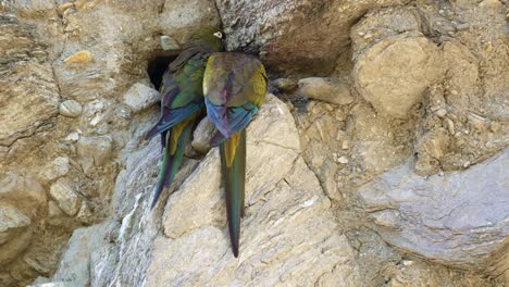 burrowing parakeet couple, cyanoliseus patagonus, in their nest on a cliff in san luis, argentina