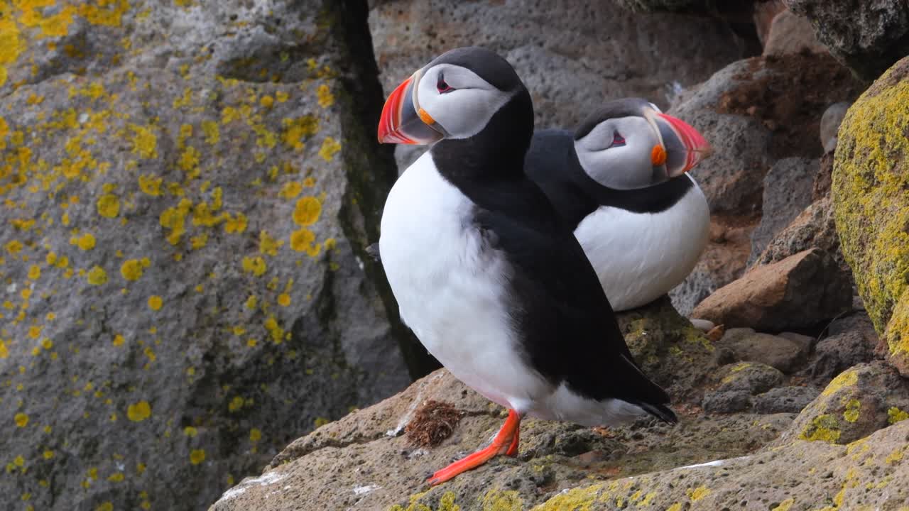 El papagaio atlántico