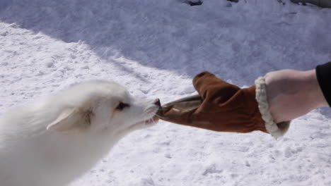 an arctic fox close up in the winter snow biting a human hand