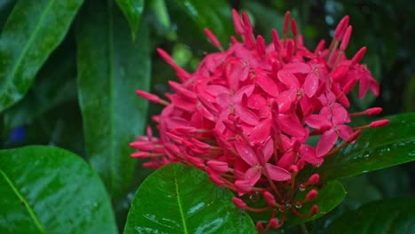 colorful locked off shot of bright pink mango flowers in bloom - filmed in the philippines