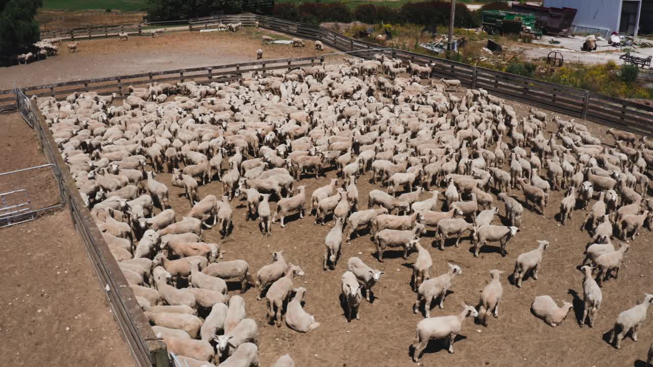 Large herd of white sheep standing in stock yard paddock at livestock farm, aerial