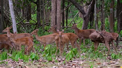 Der-Eldhirsch-Ist-Aufgrund-Von-Lebensraumverlust-Und-Jagd-Eine-Vom-Aussterben-Bedrohte-Art