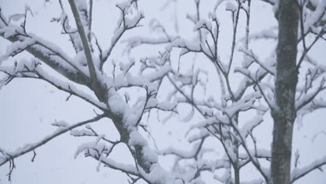 Cámara-Lenta-Hacia-Abajo-En-Un-árbol-Durante-Una-Fuerte-Nevada-Aterrizando-En-Una-Rama-Con-Faros-Fuera-De-Foco-En-El-Fondo