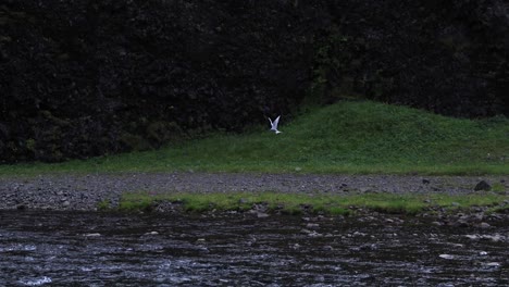 Küstenseeschwalbe-Schwebt-über-Dem-Fluss-Auf-Der-Jagd-Nach-Fischen-In-Island