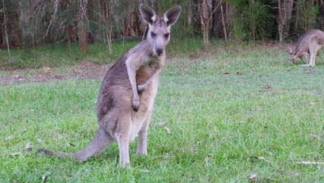 kangaroo in grassy field, looking around attentively