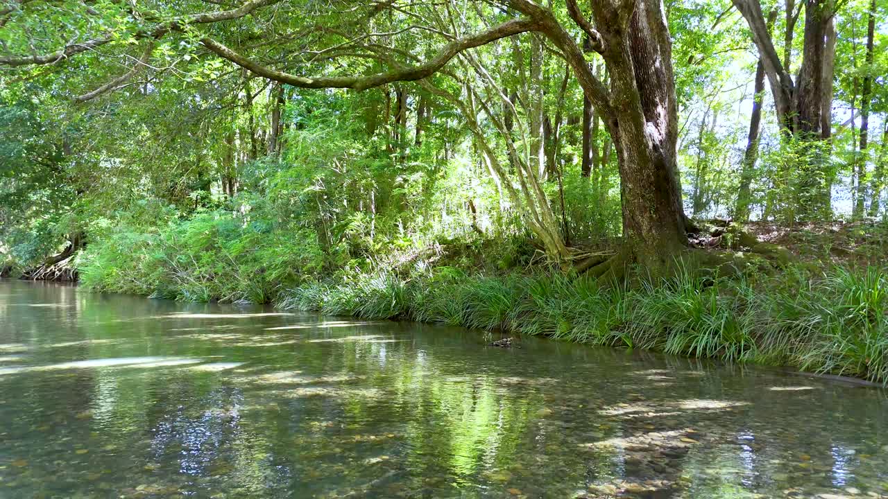 A shallow, clear creek winds through dense green forest under bright daylight. The camera glides smoothly along the water, capturing tranquil natural scenery