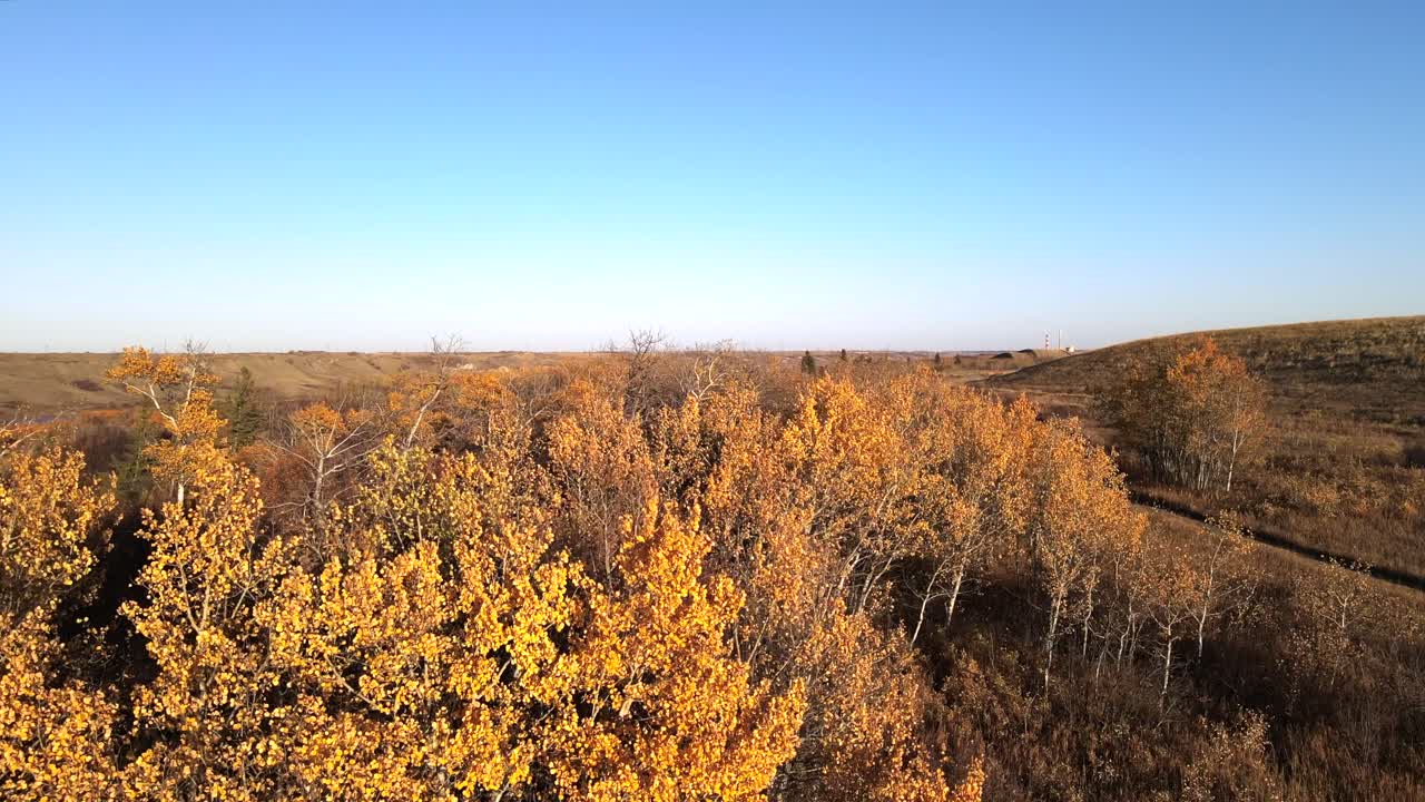 앞으로 날아가는 드론은 가을의 노란색과 주황색 숲과 캐나다 가을 동안 중부 앨버타의 강을 드러냅니다.