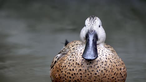 primer plano de un pato cuchara rojo arreglando sus plumas con su pico en forma de espátula en un lago