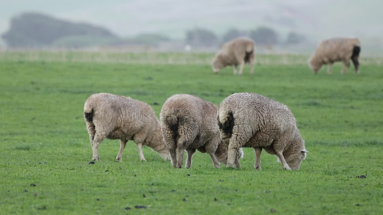 ovejas comiendo hierba en un campo exuberante