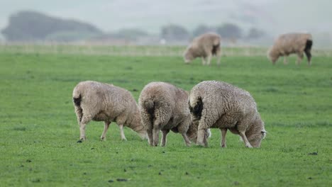 ovejas comiendo hierba en un campo exuberante