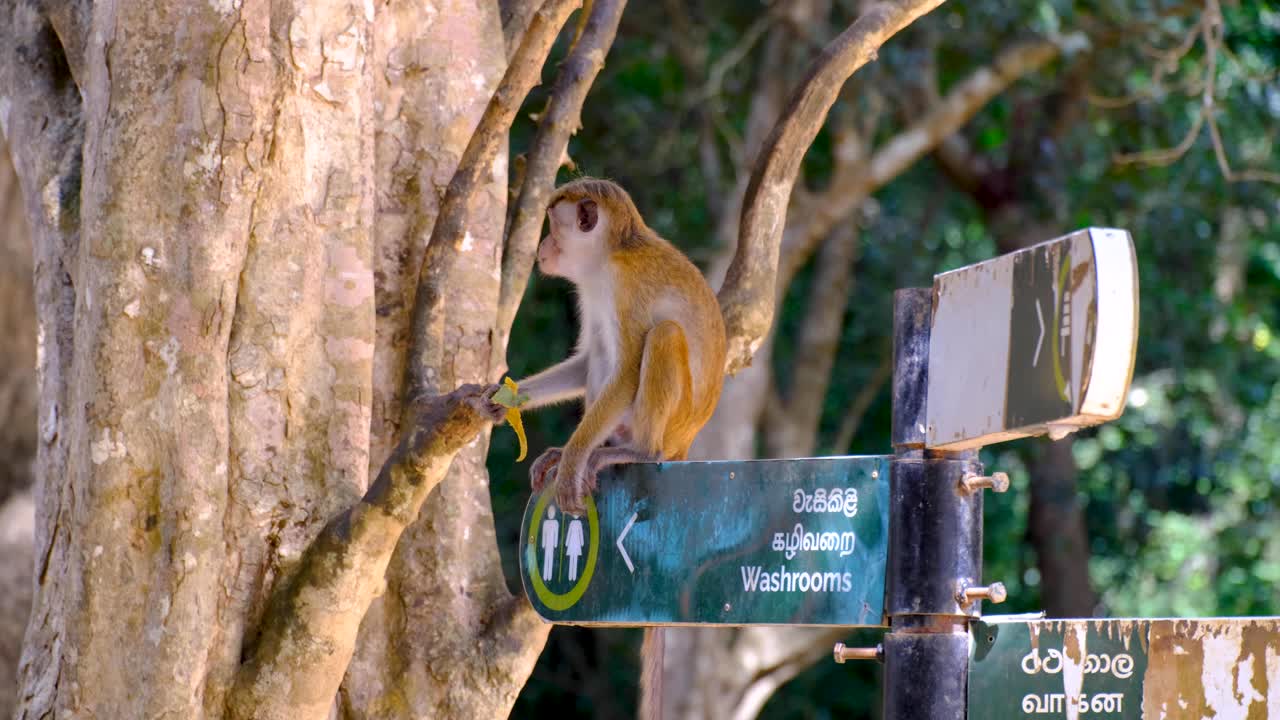 Monkey eating a banana during safari sitting on signpost in English, Tamil, Sinhala languages in Wilpattu National Park Sri Lanka