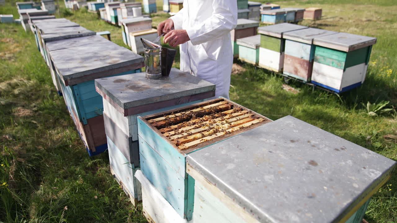 Apiculturist on bees farm. Colorful wooden beehives and bees in apiary