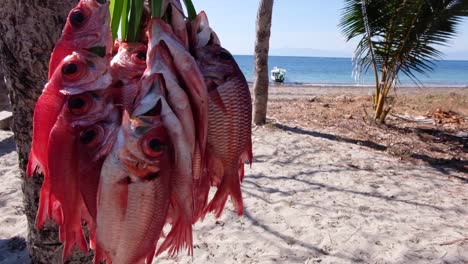 Pescado-Recién-Capturado-En-Una-Isla-Tropical