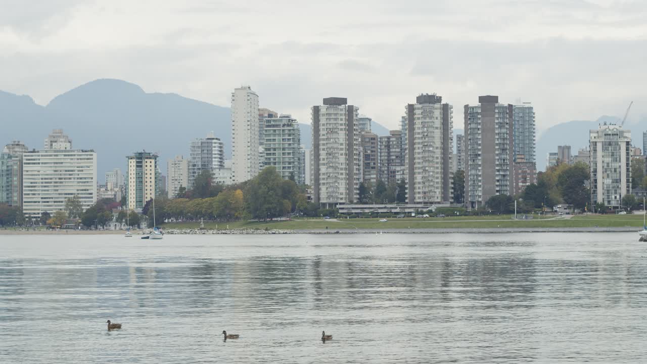 patos nadando en false creek cerca del centro de vancouver