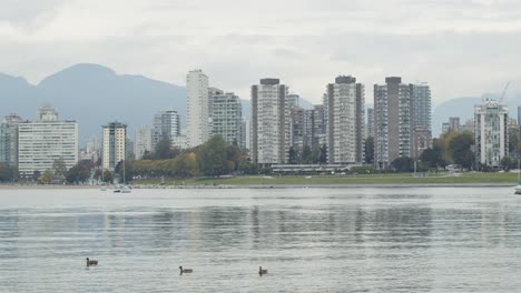 Ducks-swimming-in-False-creek-near-downtown-vancouver