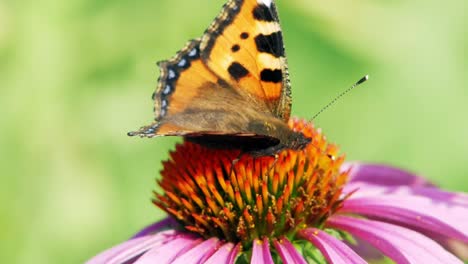 small tortoiseshell butterfly sits on purple cone flower eating pollen and pollinating it