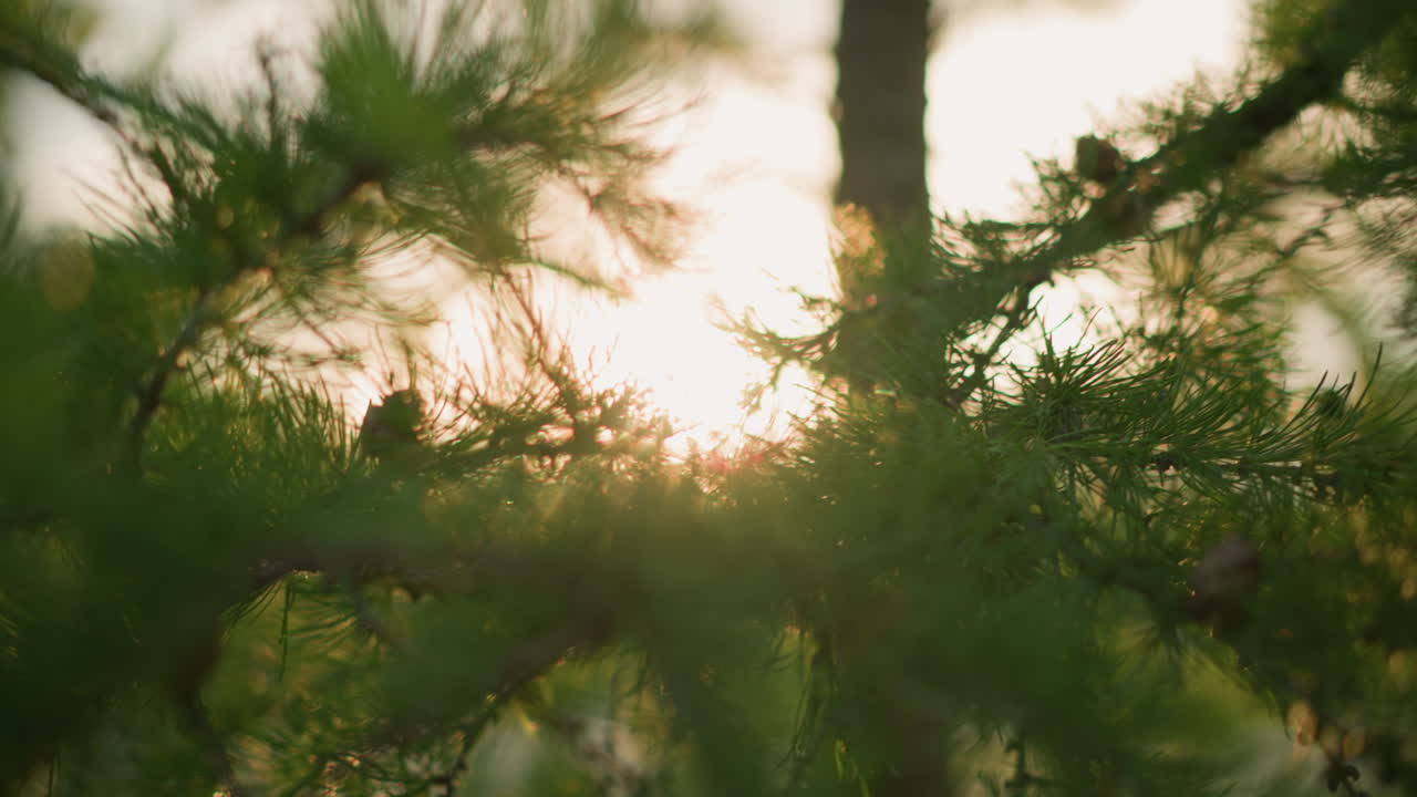 крупный план ветвей сосновых деревьев с небольшими сосновыми конусами, светящимися под солнечным светом, создавая мягкий и мечтательный эффект размытия на заднем плане, теплый, естественный свет фильтруется через ветви