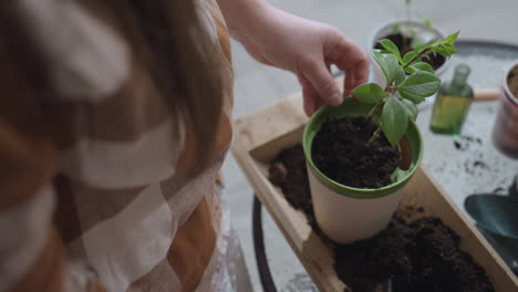 hands of urban gardener from high angle sprinkling fresh potting soil around plant roots and pressing thumb into moist earth to secure young greenery in plastic planter on glass table with plants