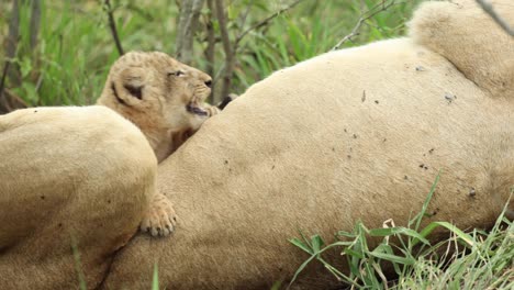 primer plano medio de un pequeño cachorro de león arrastrándose sobre el vientre de su madre, gran kruger