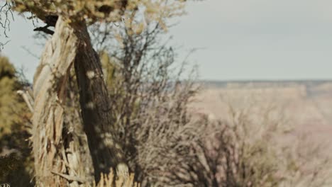 Grand-Canyon-National-Park-South-Rim-in-Arizona-with-rack-focus-from-tree-to-canyon