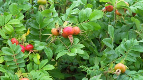 a beach rose plant blooming and waving in the breeze along the coast of maine.