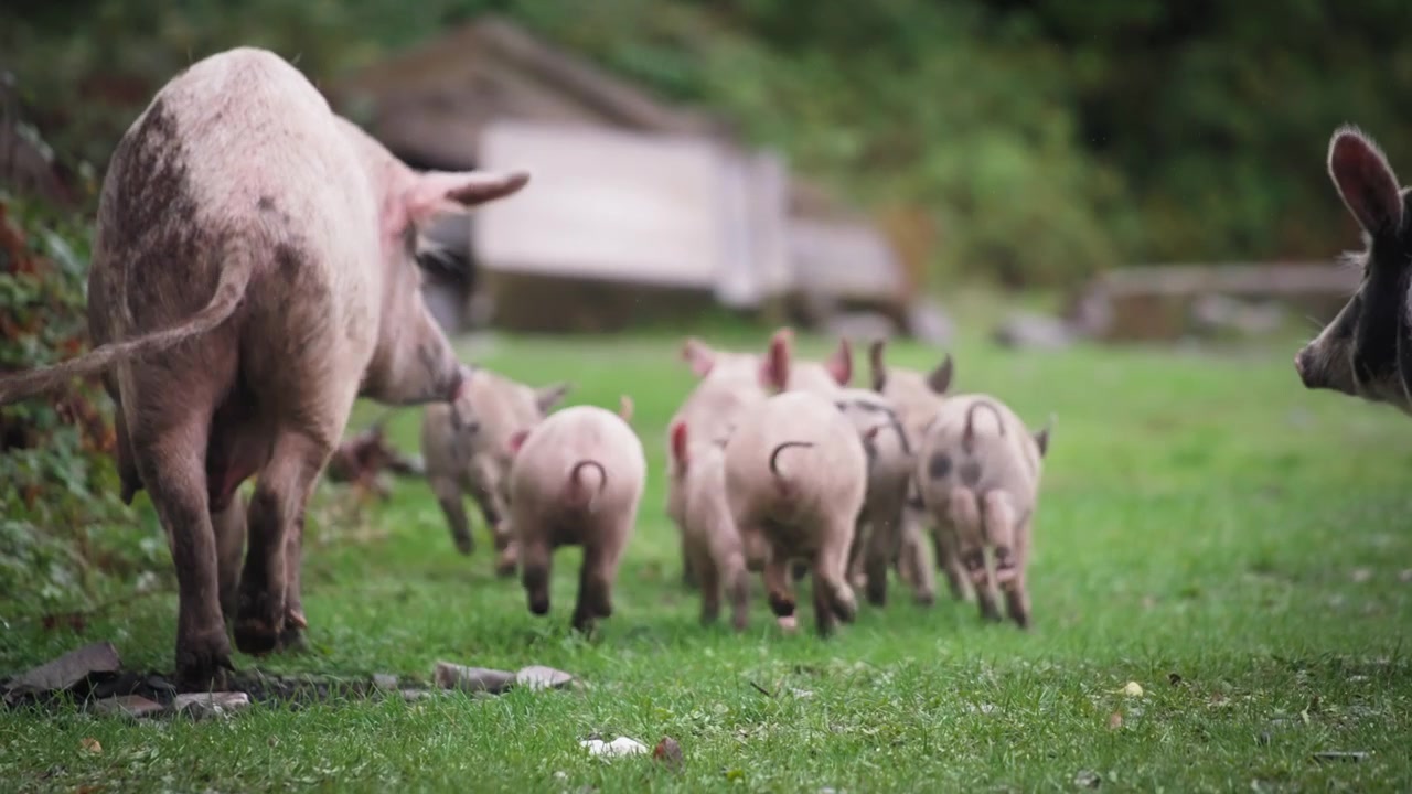 En grisefamilie der løber væk