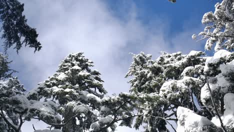 Looking-Up-Through-Snow-Covered-Coniferous-Trees-In-The-Forest---Low-Angle