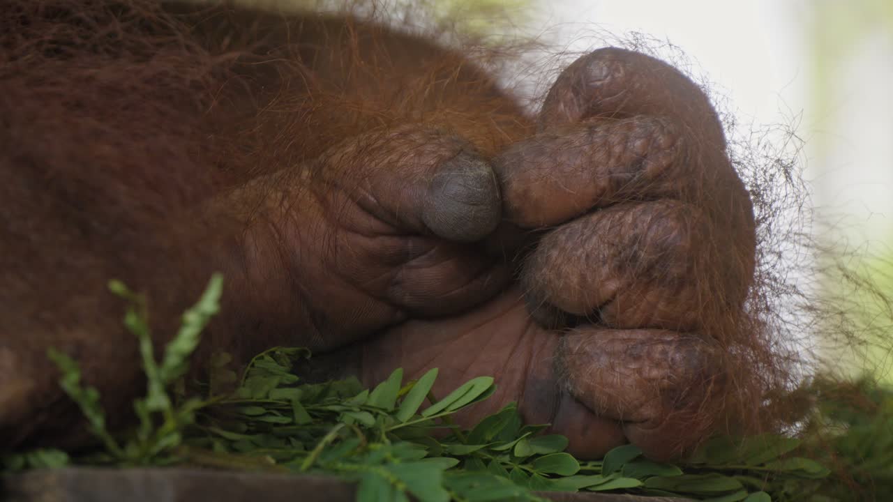 un primer plano de la mano de un orangután.