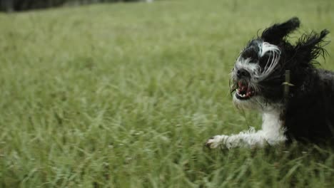 un perro mojado corriendo bajo la lluvia